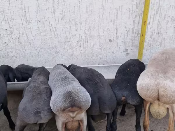 मेढ़ा, Arashan sheep