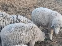 Schaf, Schafe — Foto 4