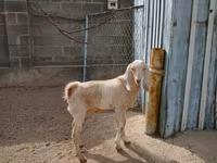 Koza, Kamori goats — fotografija 2