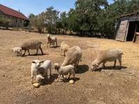 Brebis, Moutons — photo 2
