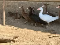 Ducks — الصورة 8