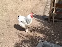 Chickens — Foto 3