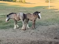馬（ロット、性別未指定）, Gypsy horse — 写真 2