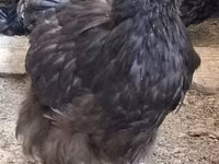 ऑर्पिंग्टन — फ़ोटो 2