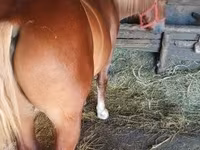 公马, Horses — 照片 2