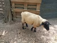 Қошқар, White Suffolk sheep — 1-сурет