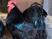 Brahma — photo 1