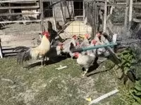 Chickens — 照片 4