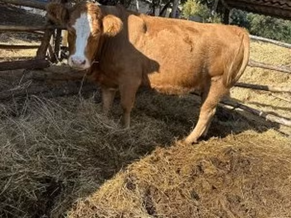Krowa, Simmental cattle — Węgry