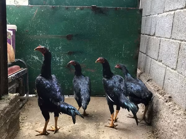 Shamo chickens