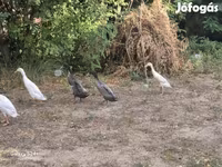 इंडियन रनर — फ़ोटो 4