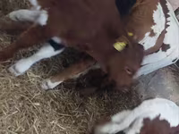 Bik, Simmental cattle — fotografija 6