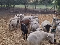 Baran, Owce — zdjęcie 4