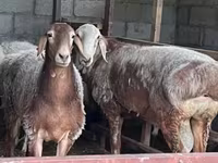 Ovca, East Friesian Dairy sheep — fotografija 4