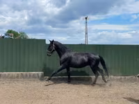 Айғыр, Nonius horse — 1-сурет