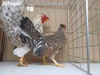 Chickens — fotografija 8