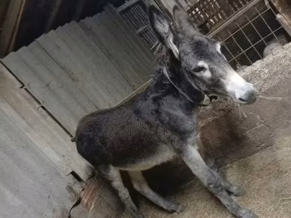 Koń, Konie — Węgry