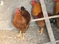 Nju Hempšir crvena — fotografija 1