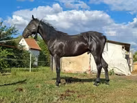 Koń, Nonius horse — zdjęcie 7