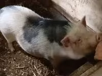 母猪, Вьетнамская вислобрюхая — 照片 5