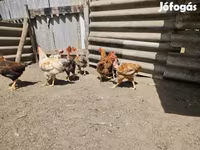 Chickens — photo 4