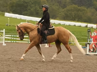 Horse (M), Quarter Horse — photo 7