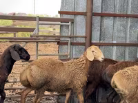 Ovan, Arashan sheep — fotografija 7