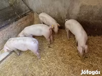 मादा सूअर, सूअर — फ़ोटो 4