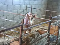 Сиыр, Swiss cattle — 5-сурет