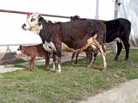 Krowa, Simmental cattle — zdjęcie 5