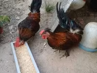 Chickens — Foto 7