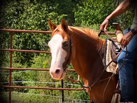 Pastuv, American paint horse — fotografija 8