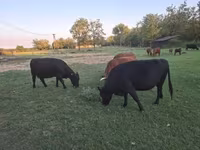 Cow, Dexter — photo 1
