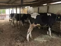 雄牛, Russian Black pied cattle — 写真 2