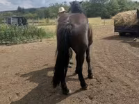 Бие, Međimurje horse — 3-сурет