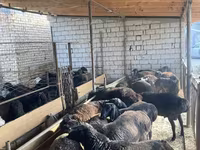 Ovelha, Ovelhas — foto 1