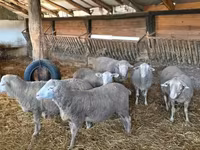 Baran, Merino sheep — zdjęcie 1