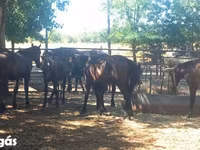 Caballo, Caballos — foto 2