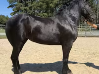 Kobila, Percheron — fotografija 2