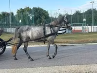 Kobyła, Konie — zdjęcie 2