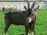 Ziege, Toggenburg goat — Foto 2