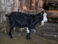 Koza, Kamori goats — fotografija 1