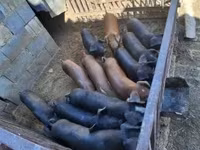 公猪, Pigs — 照片 7