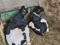 公牛, Holstein breed — 照片 3