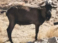 Boucs, Alpine goat — photo 2