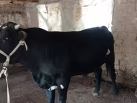 Bull, Aberdeen-Angus — photo 1