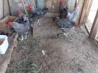 Slovenian Barred Hen — photo 8