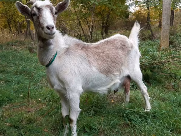 Chèvre, Chèvres