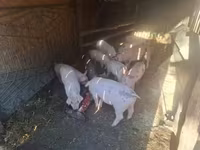 Locha, Świnie — zdjęcie 3