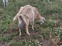 Koza, Saanen goat — fotografija 4
